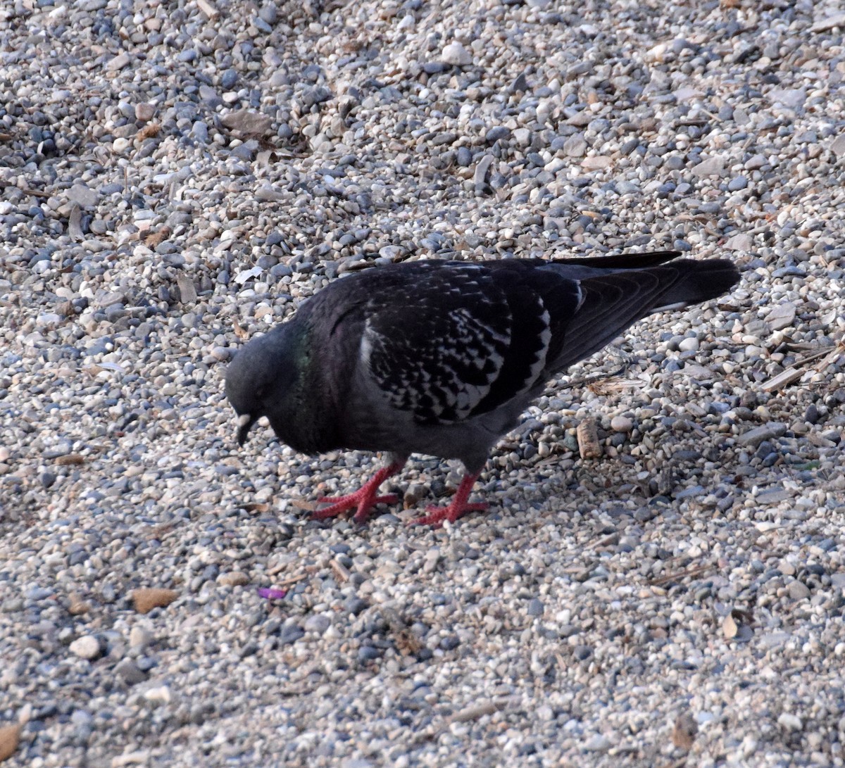 Rock Pigeon (Feral Pigeon) - ML621169376