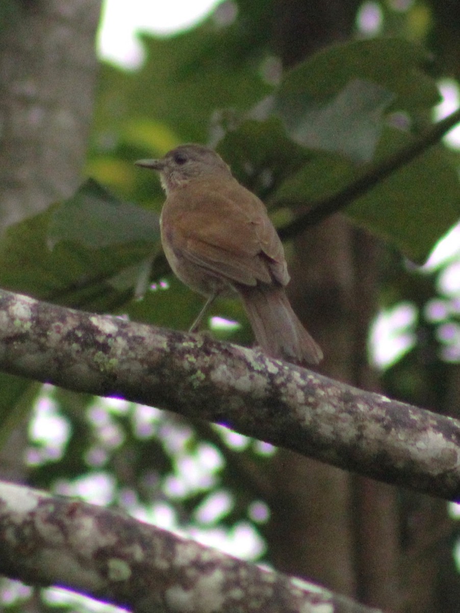 Pale-breasted Thrush - ML621169382