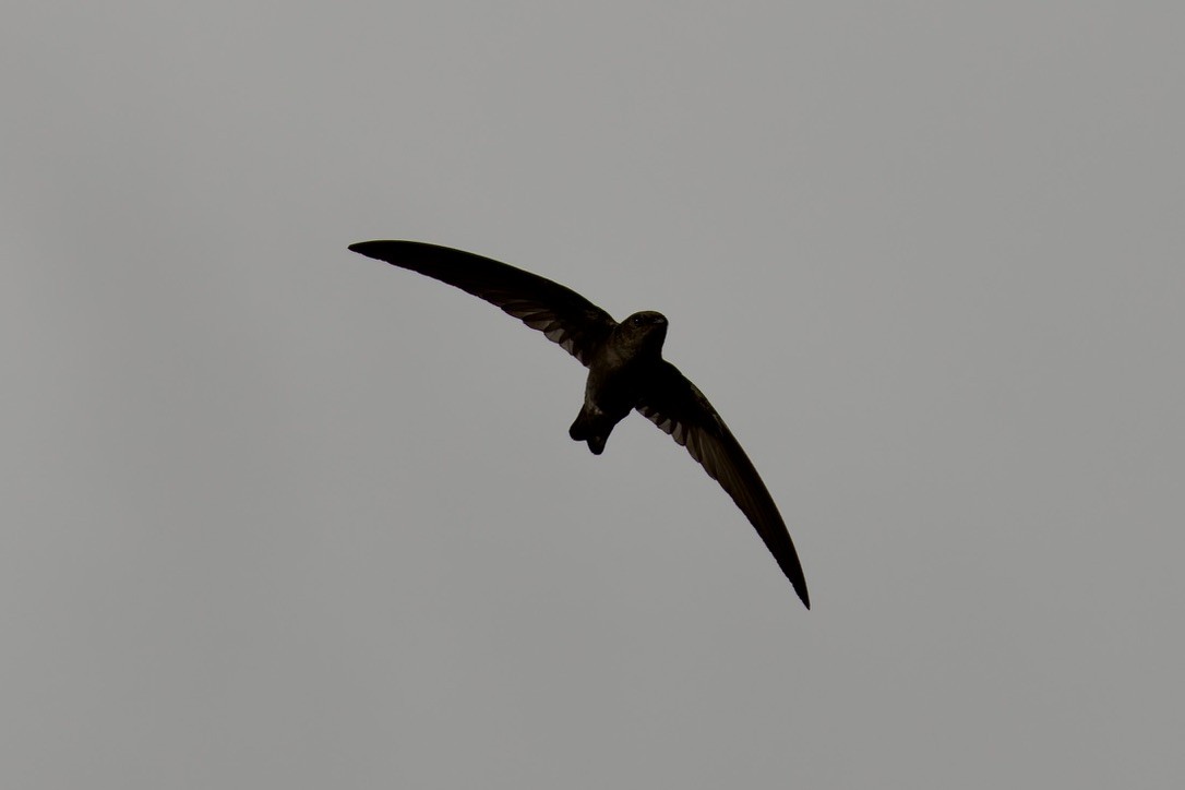 Madagascar Spinetail - ML621169383