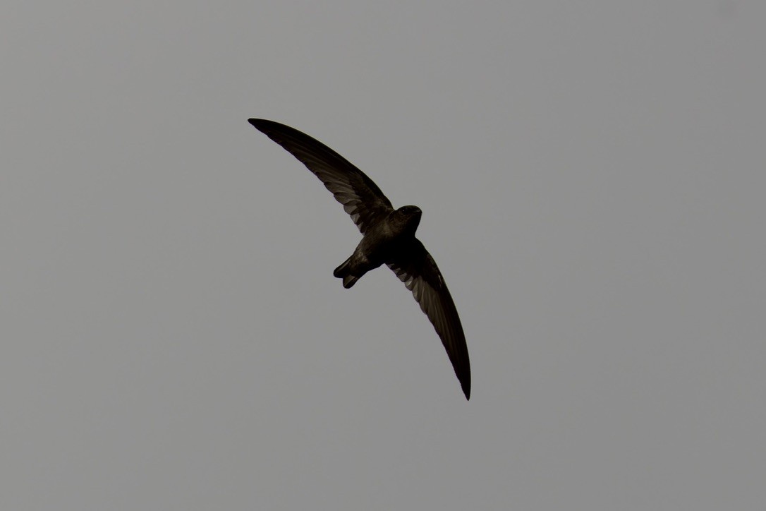 Madagascar Spinetail - ML621169384