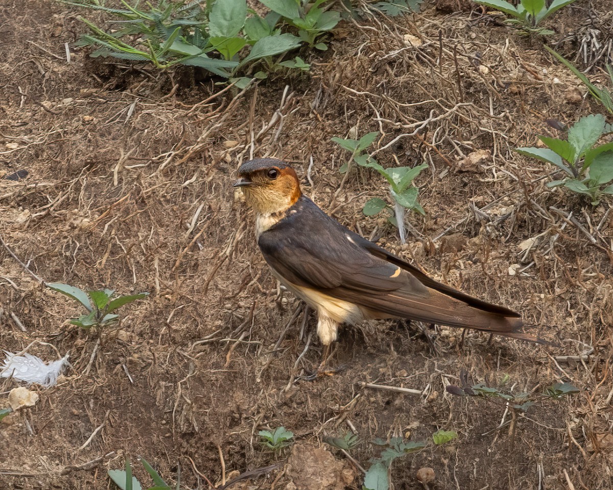 Red-rumped Swallow (Red-rumped) - ML621169386