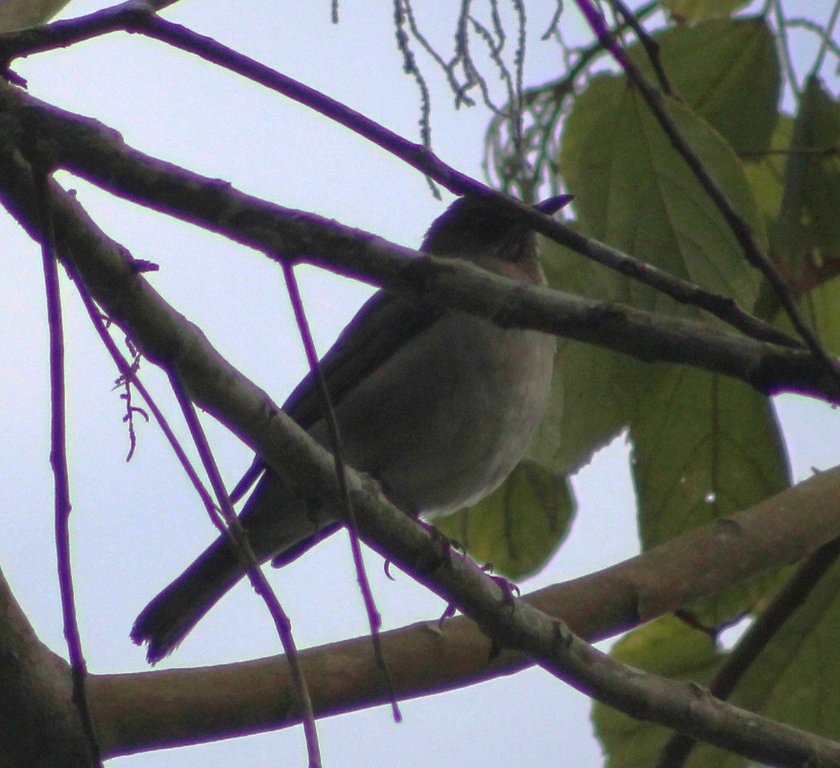 Creamy-bellied Thrush - ML621169392