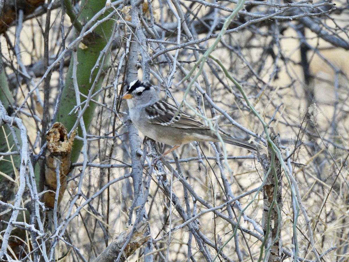 White-crowned Sparrow - ML621169397