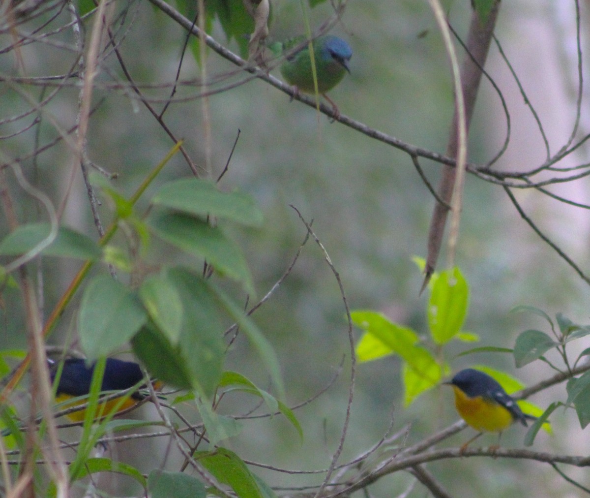 Violaceous Euphonia - Pedro Behne