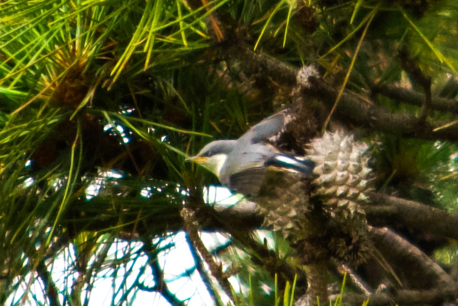 Pygmy Nuthatch - ML621169402