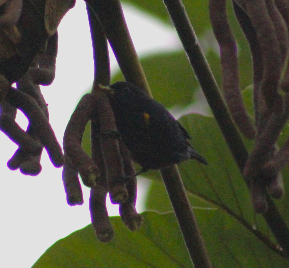 Chestnut-bellied Euphonia - ML621169408