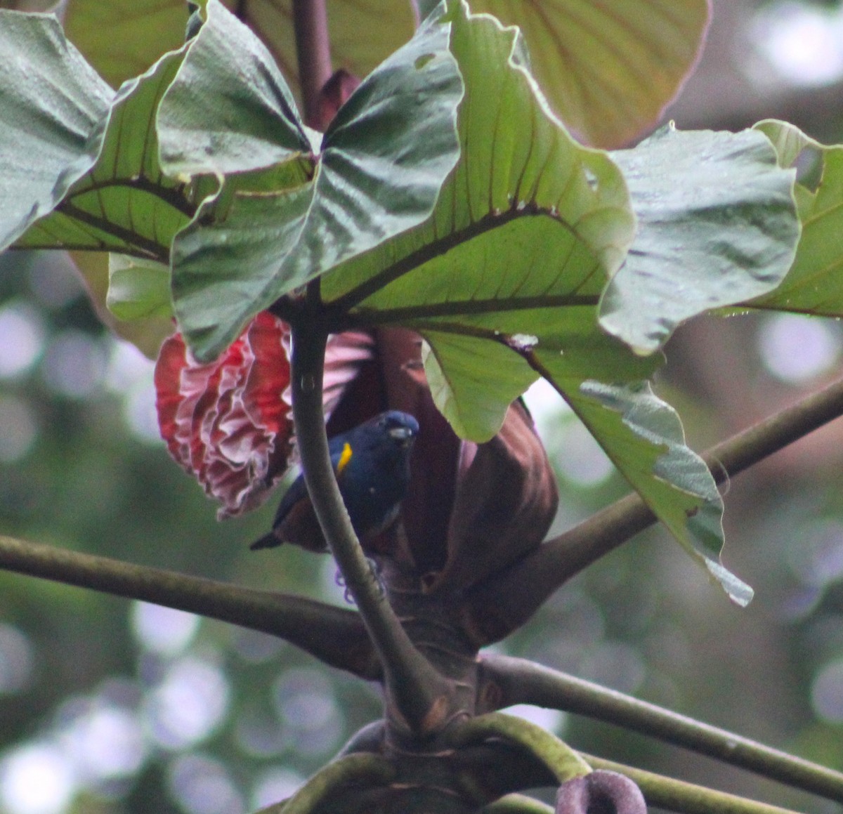 Chestnut-bellied Euphonia - ML621169410