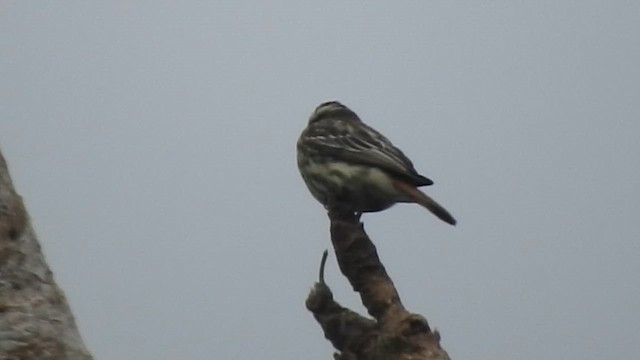 Variegated Flycatcher - ML621169415