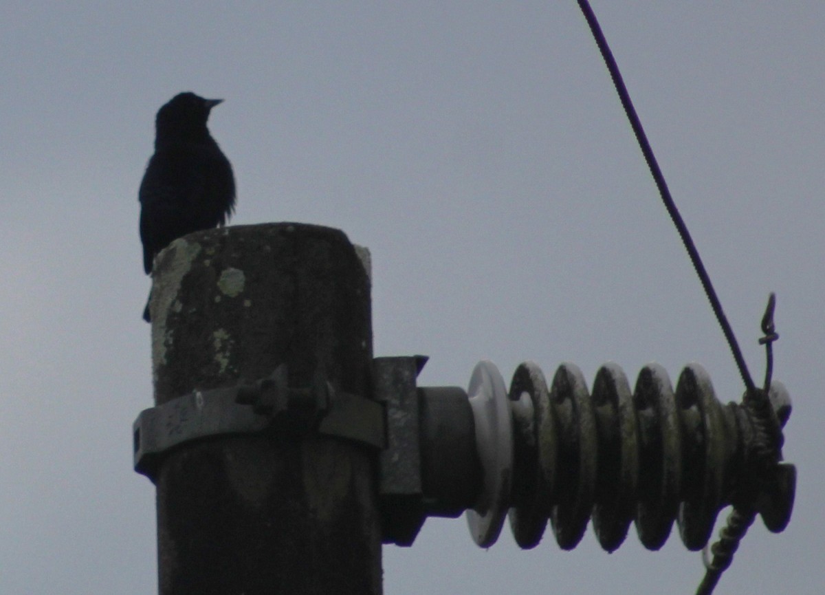 Shiny Cowbird - ML621169427