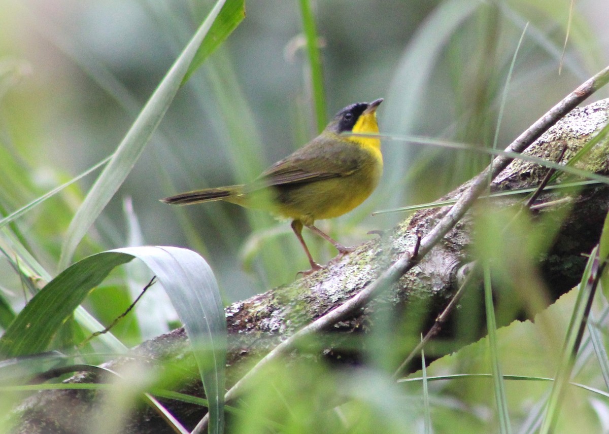 Southern Yellowthroat - ML621169432