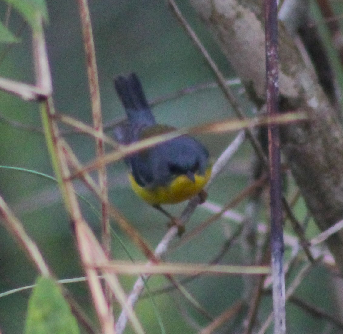 Tropical Parula - ML621169445