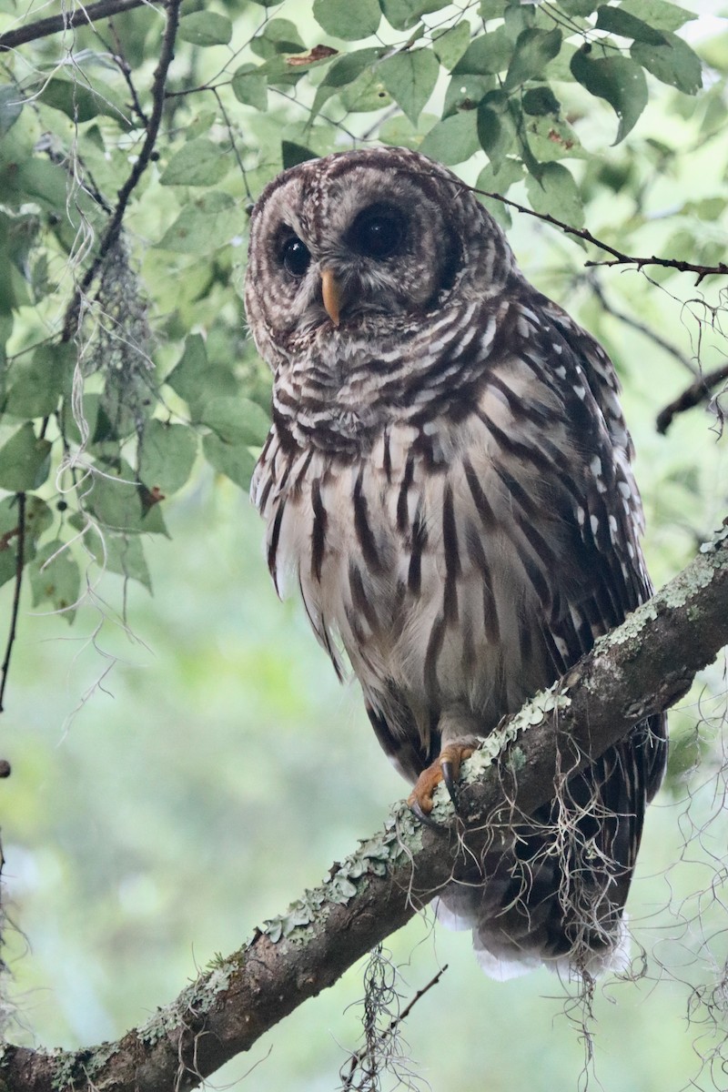 Barred Owl - ML621169455