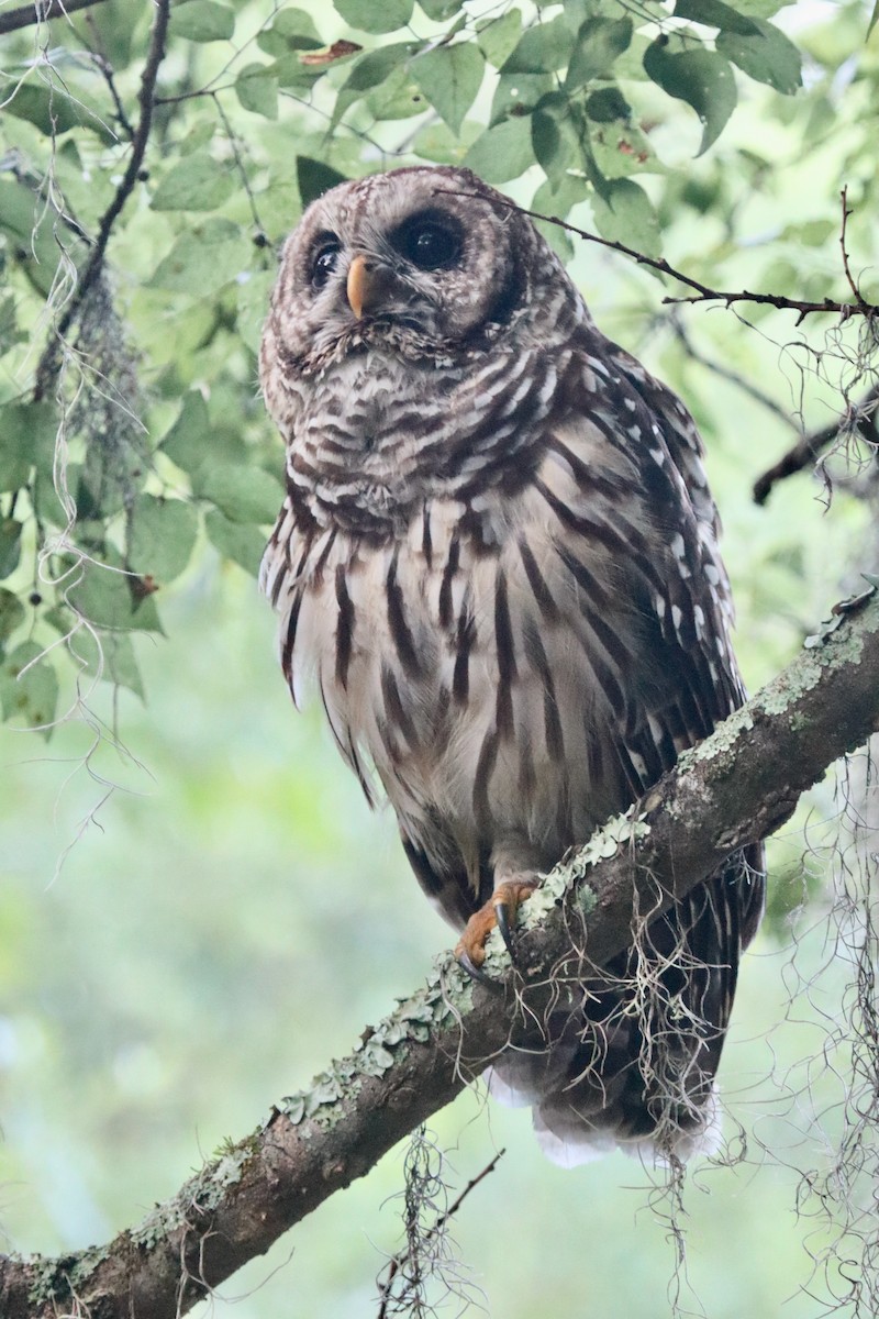 Barred Owl - ML621169462
