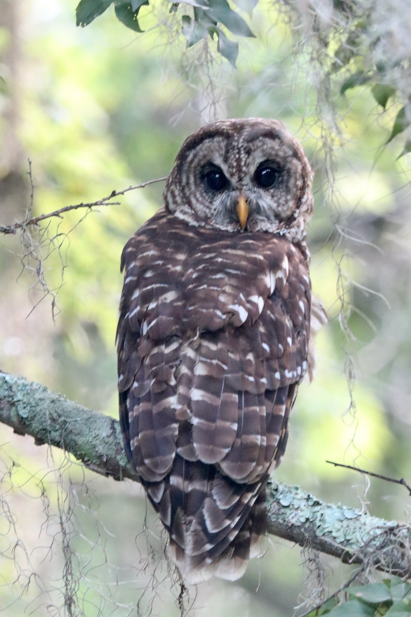 Barred Owl - ML621169466