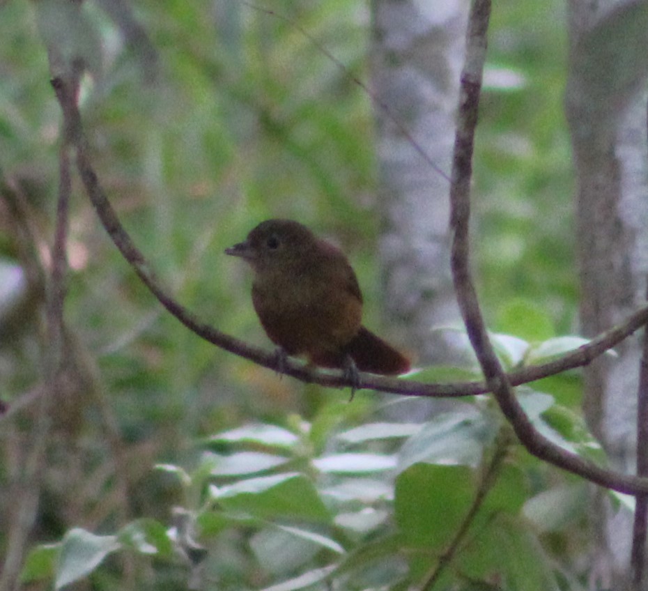 Ruby-crowned Tanager - ML621169470