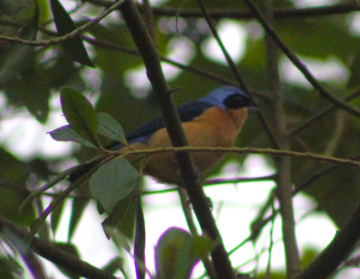 Fawn-breasted Tanager - ML621169481