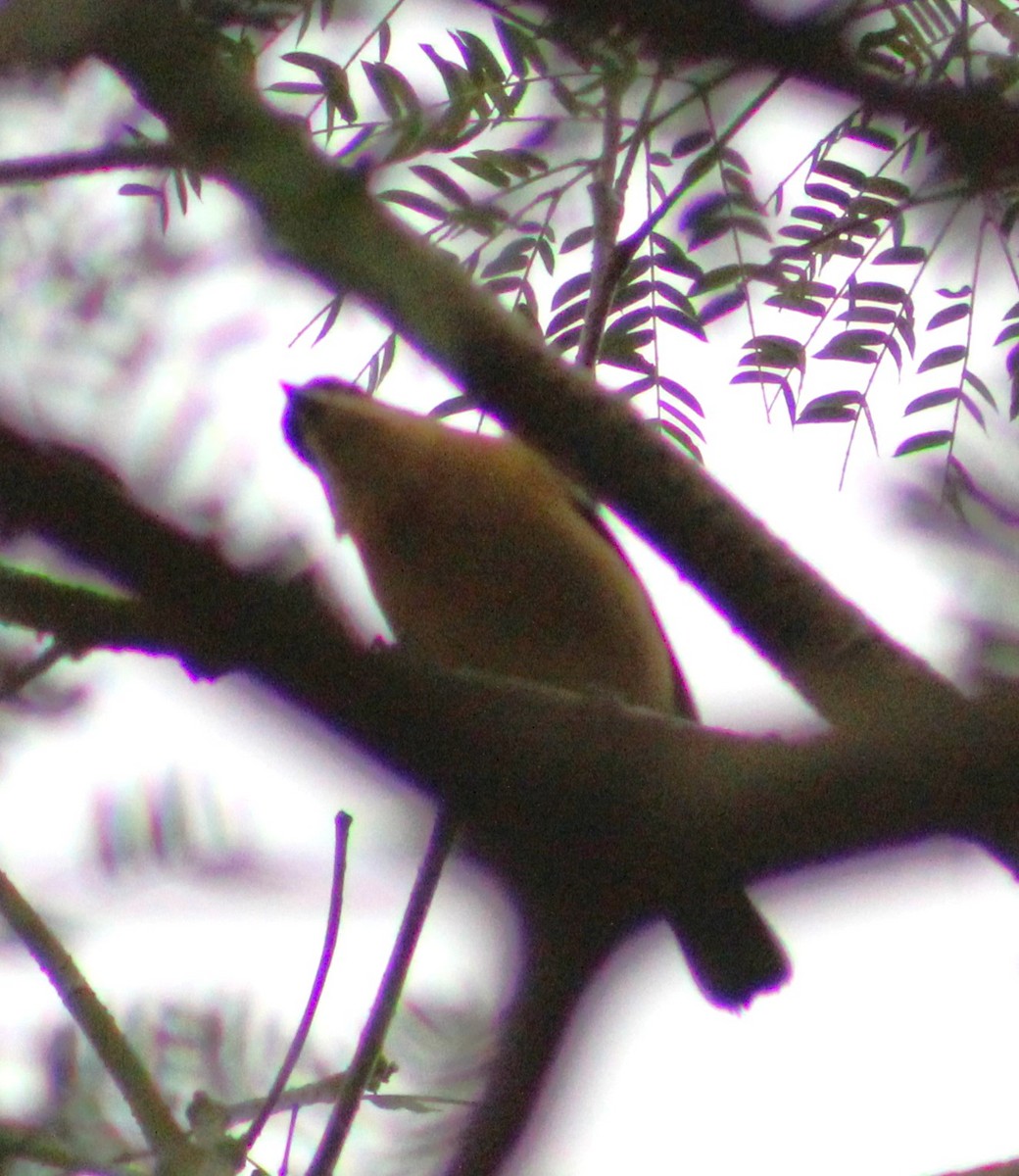 Fawn-breasted Tanager - ML621169482