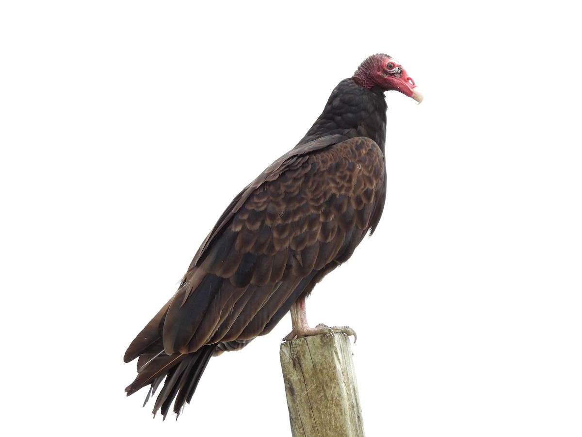 Turkey Vulture - ML621169484