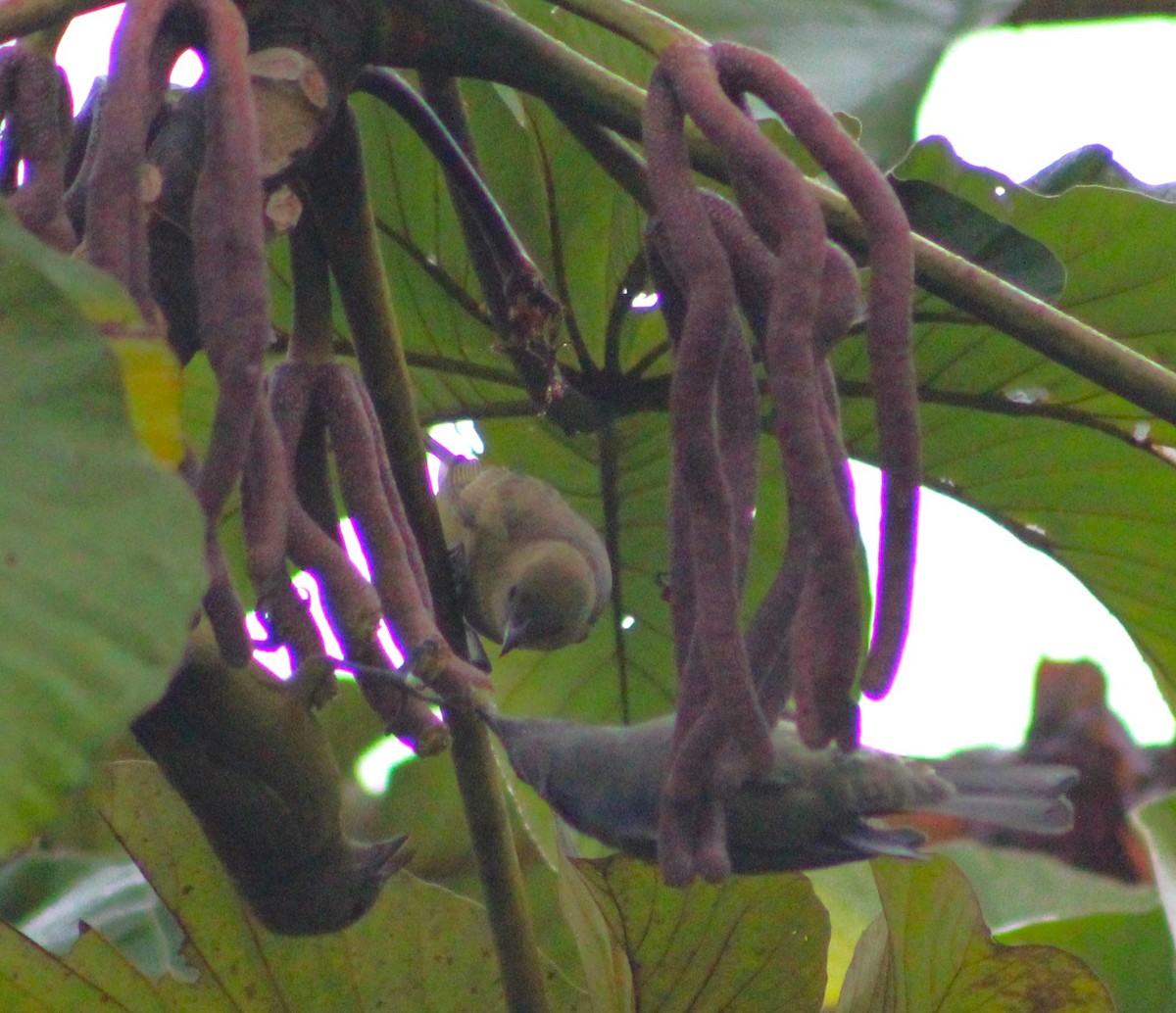 Golden-chevroned Tanager - ML621169487