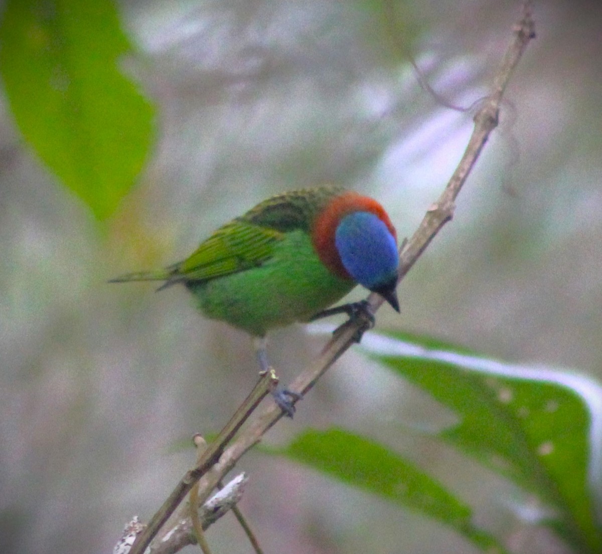 Red-necked Tanager - ML621169497