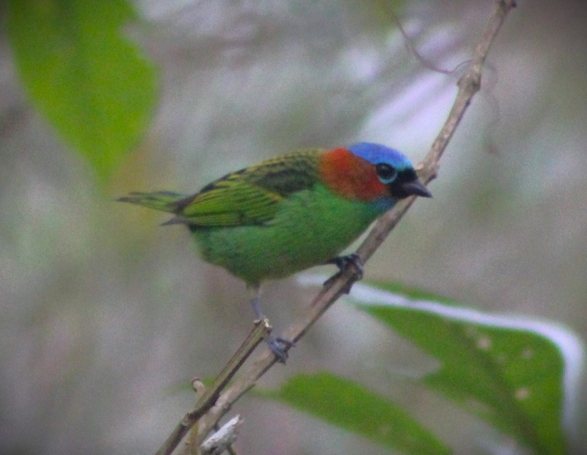 Red-necked Tanager - ML621169498