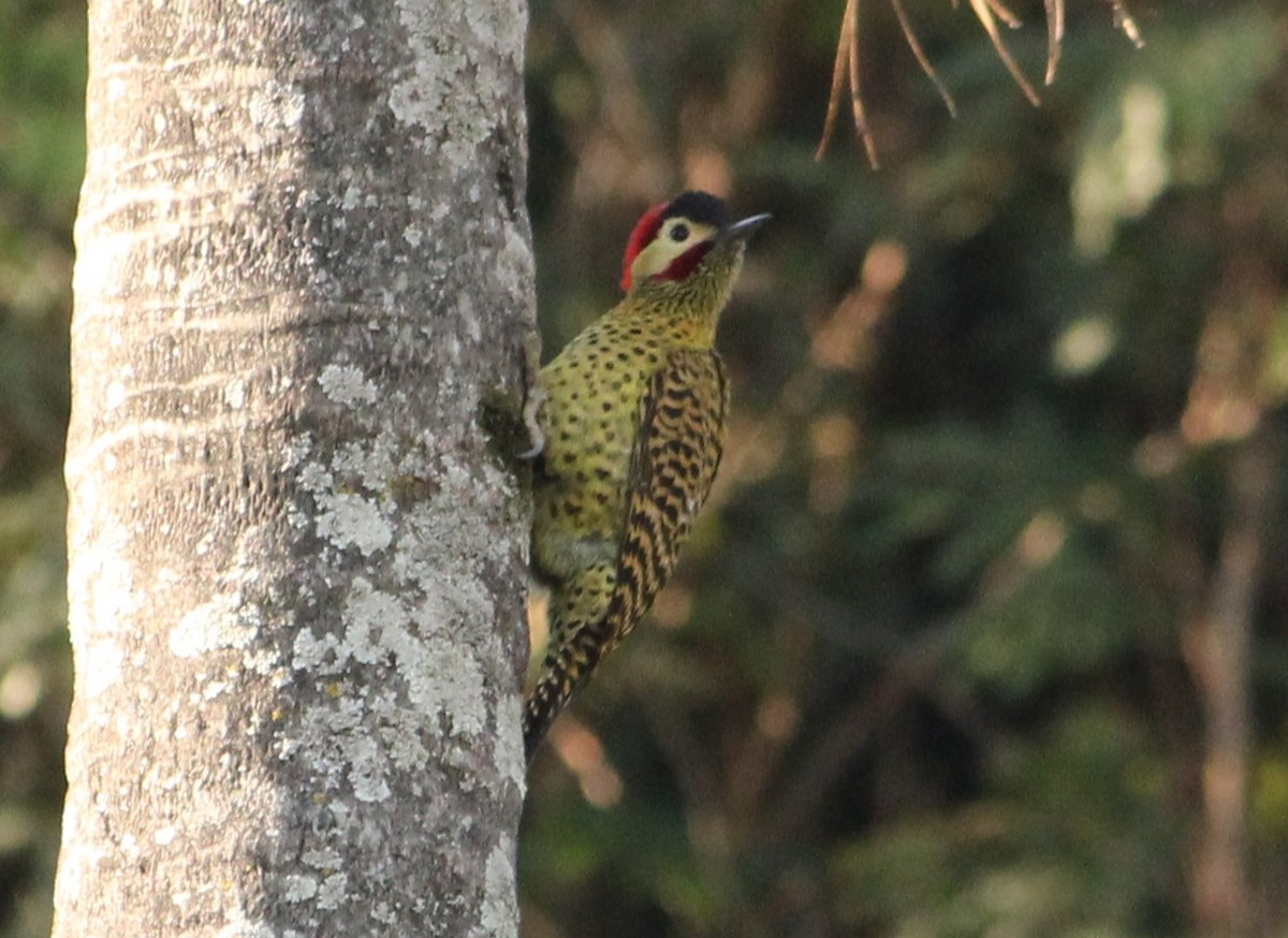 Green-barred Woodpecker - ML621169500