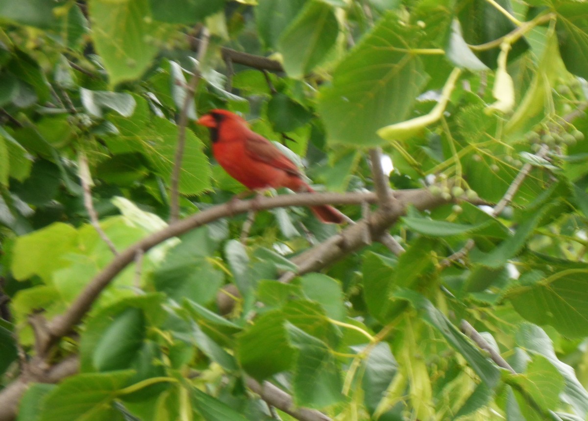 Cardinal rouge - ML621169502