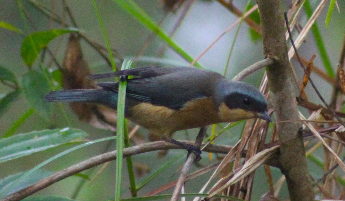 Fawn-breasted Tanager - Pedro Behne