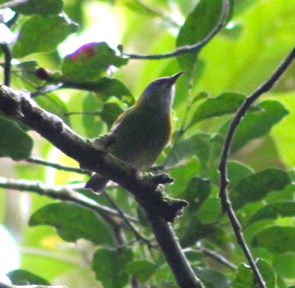 Blue Dacnis - ML621169513