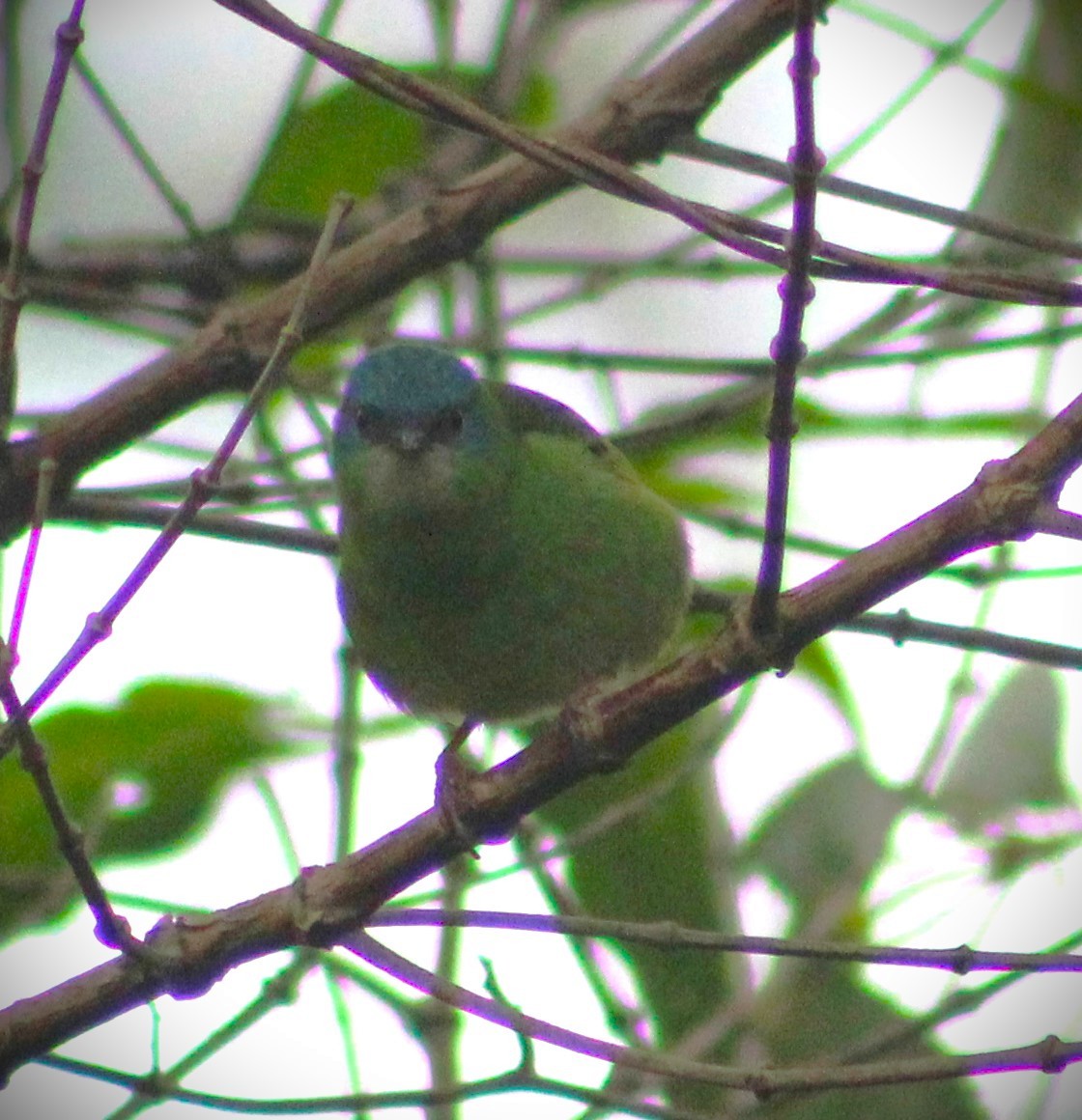 Blue Dacnis - ML621169514