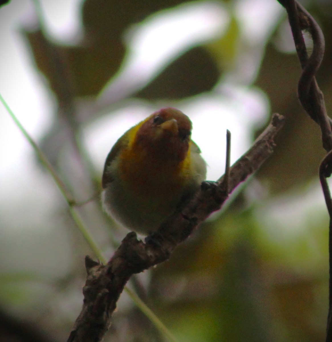 Rufous-headed Tanager - ML621169523