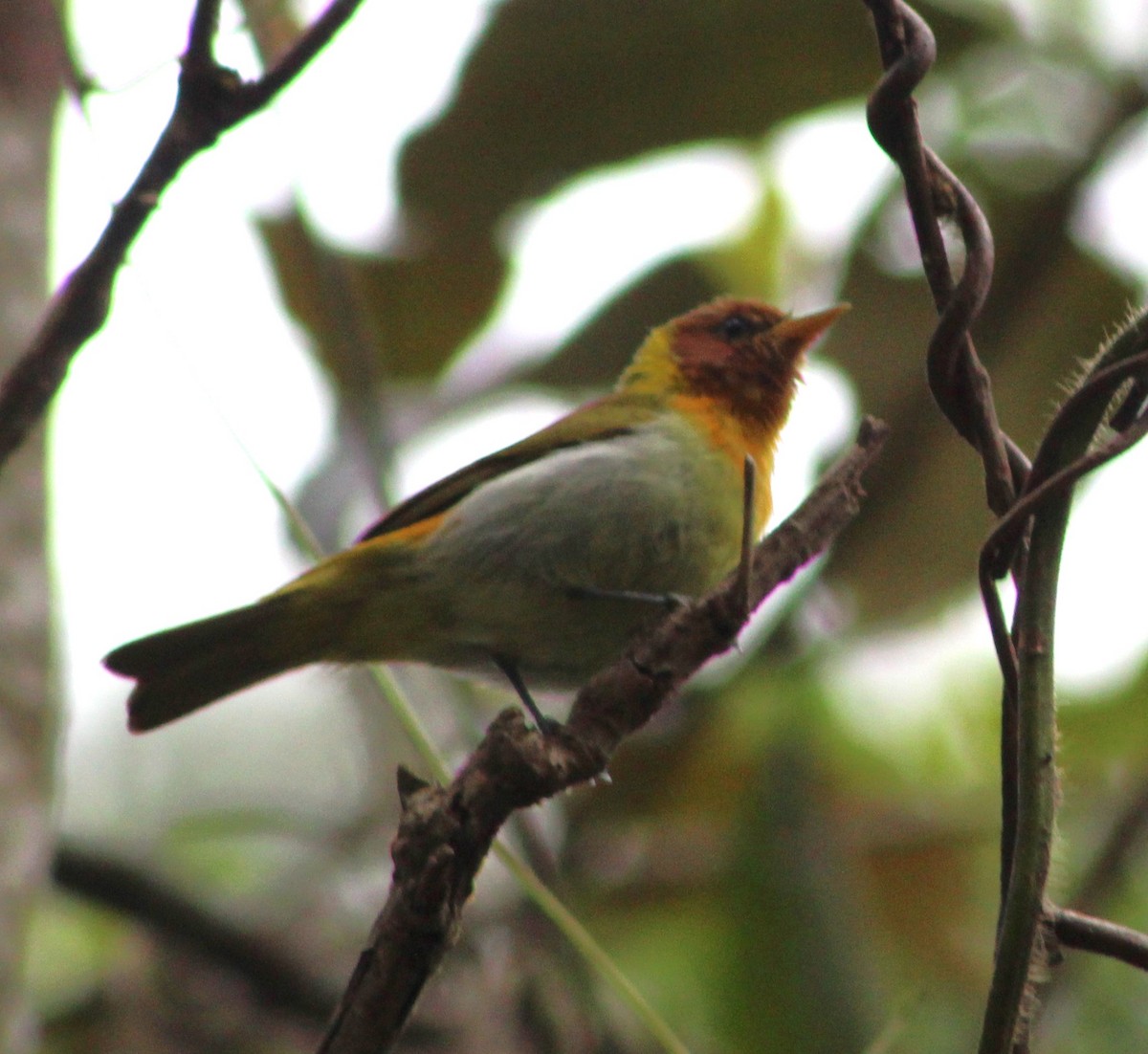 Rufous-headed Tanager - ML621169524