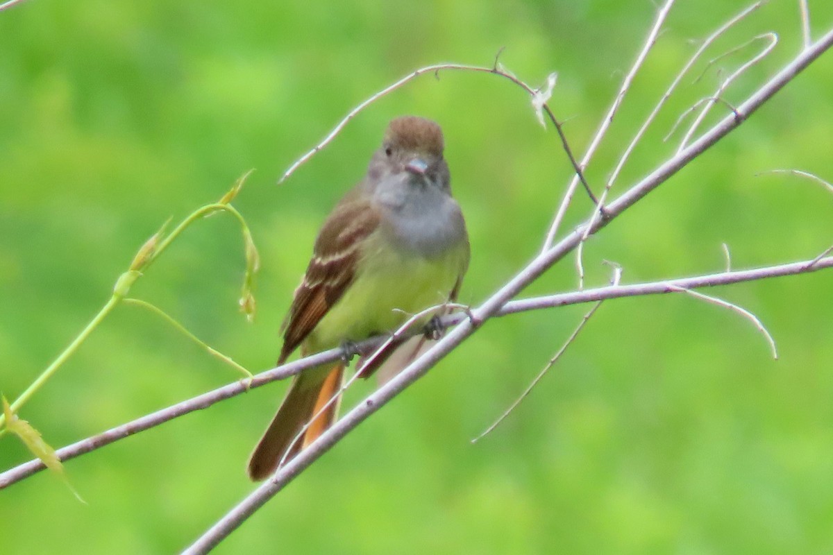 Great Crested Flycatcher - ML621169526