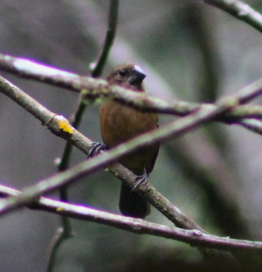 Chestnut-bellied Seed-Finch - ML621169527