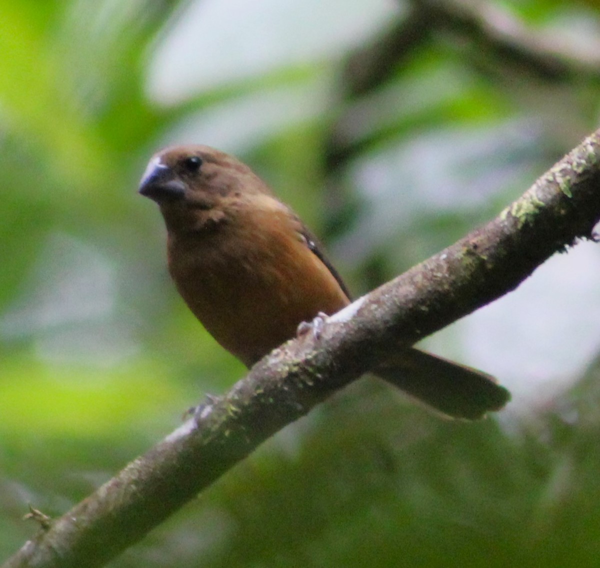 Chestnut-bellied Seed-Finch - ML621169528