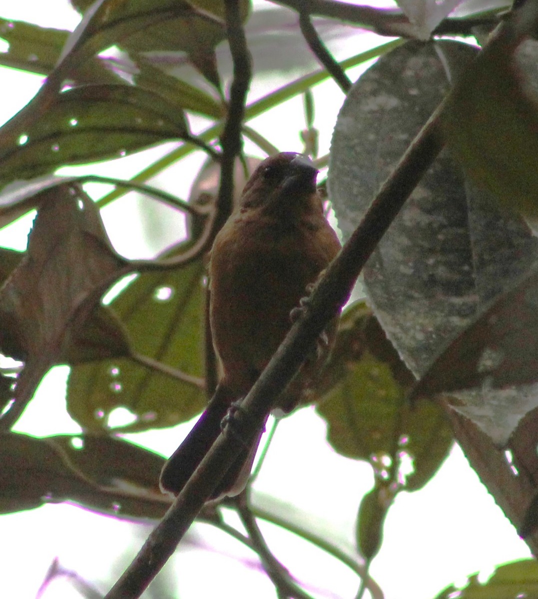 Chestnut-bellied Seed-Finch - ML621169529