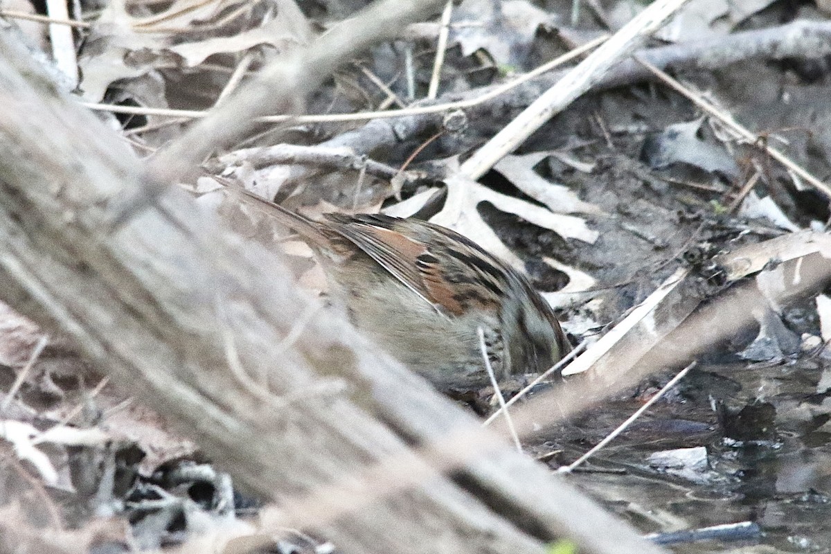 Swamp Sparrow - ML621169539