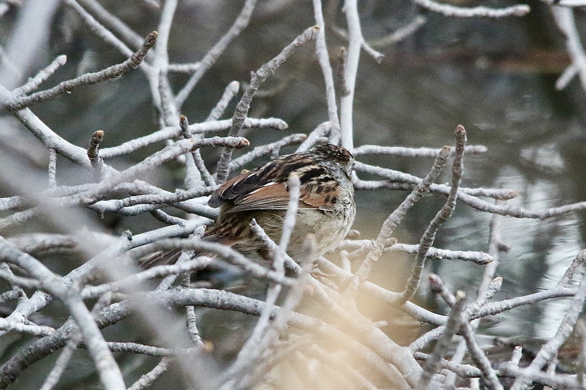 Swamp Sparrow - ML621169541