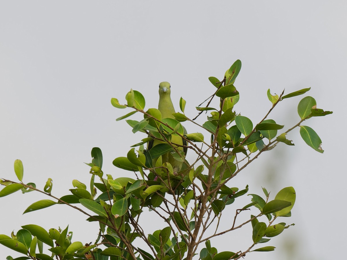 Pembe Boyunlu Yeşil Güvercin - ML621169561
