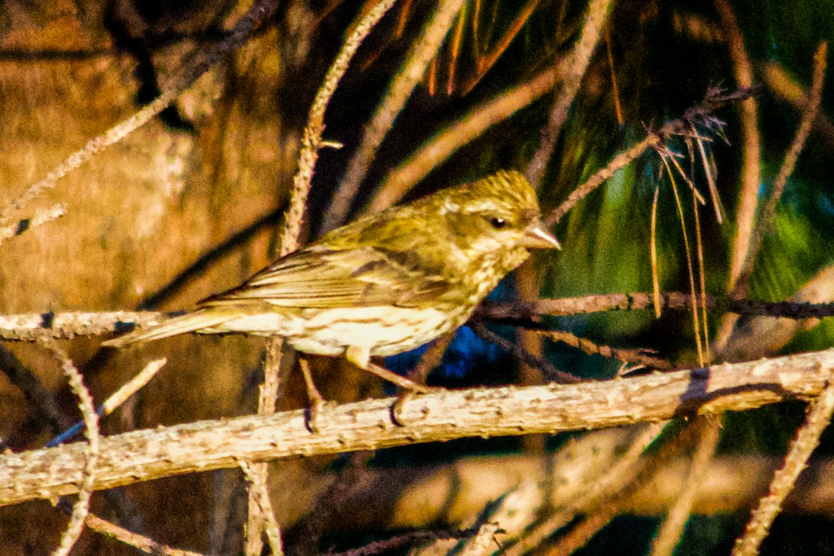 Purple Finch - ML621169574