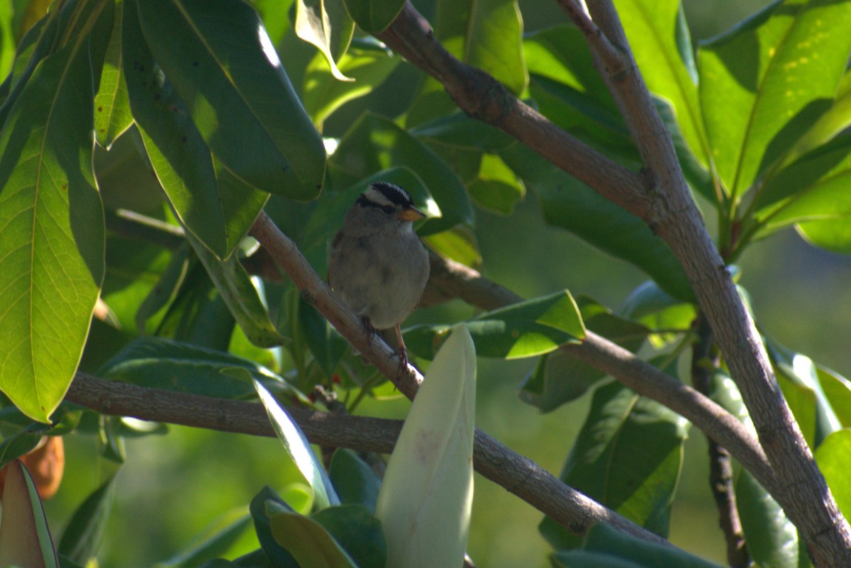 White-crowned Sparrow - ML621169576