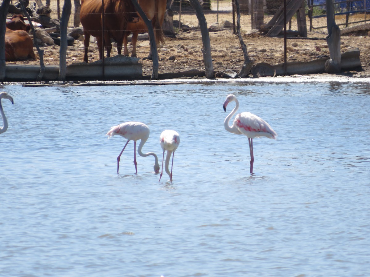 Greater Flamingo - ML621169589
