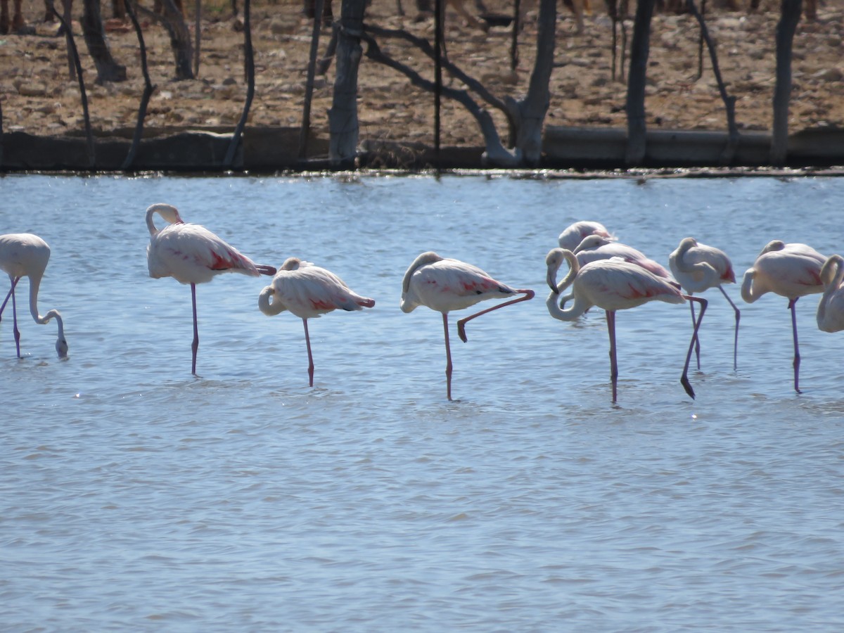 Greater Flamingo - ML621169590