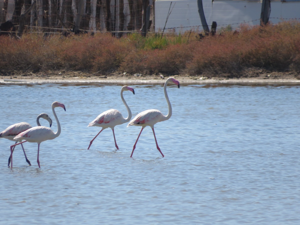 Greater Flamingo - ML621169591