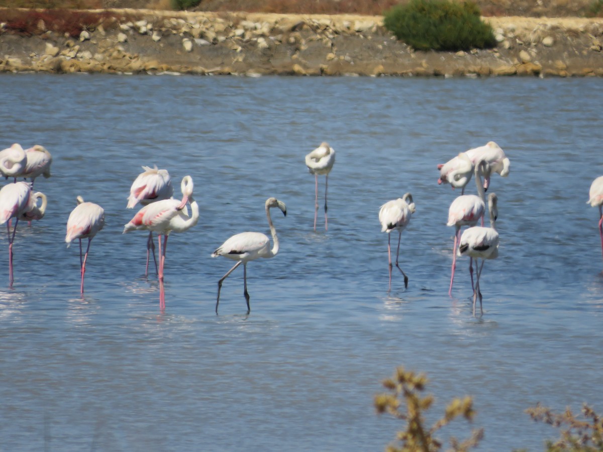 Greater Flamingo - ML621169592