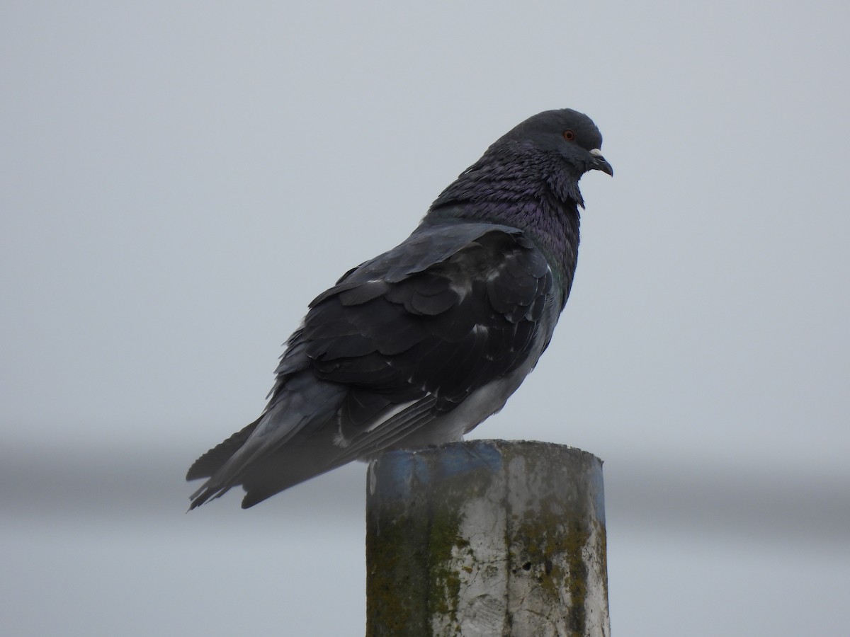 Rock Pigeon (Feral Pigeon) - ML621169614