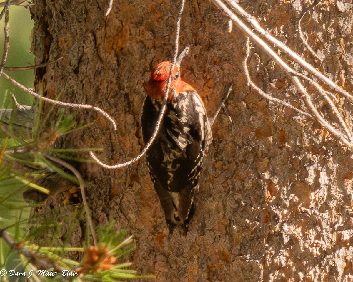 Red-breasted Sapsucker - ML621169631
