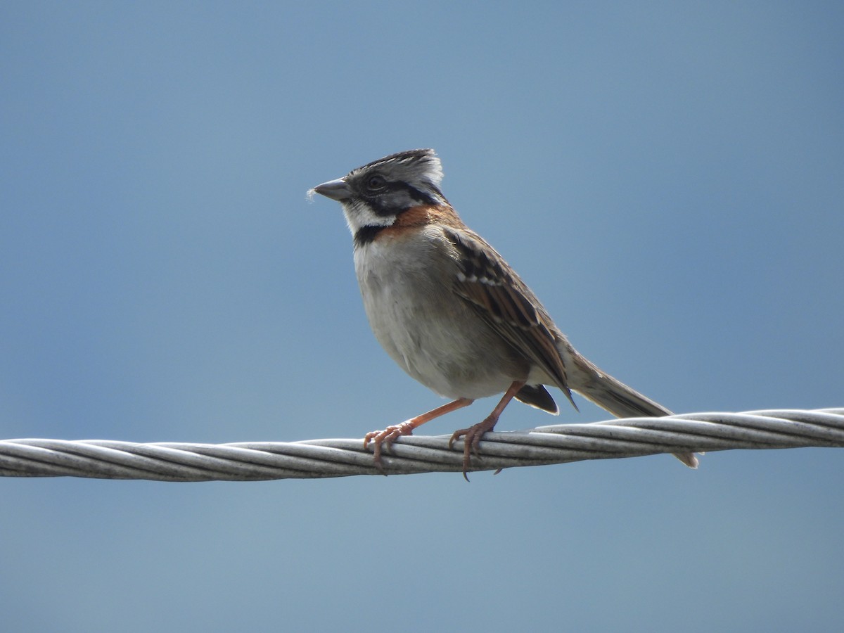 Rufous-collared Sparrow - ML621169665