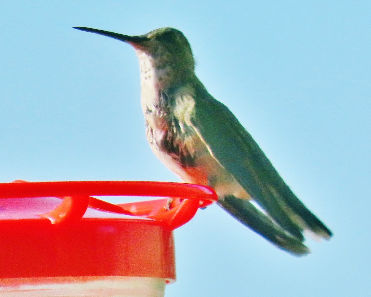 Broad-tailed Hummingbird - ML621169666
