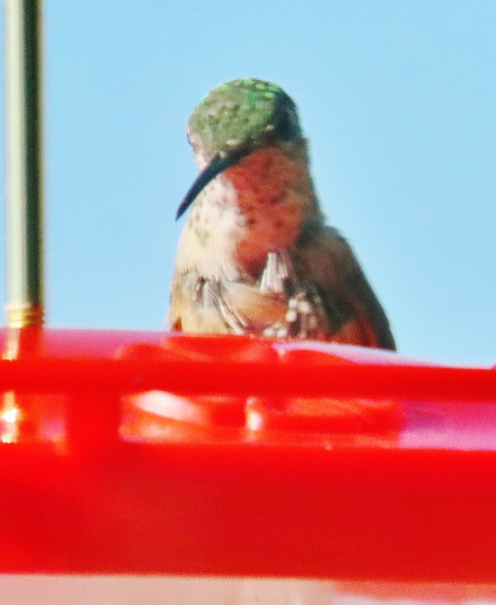 Broad-tailed Hummingbird - ML621169671